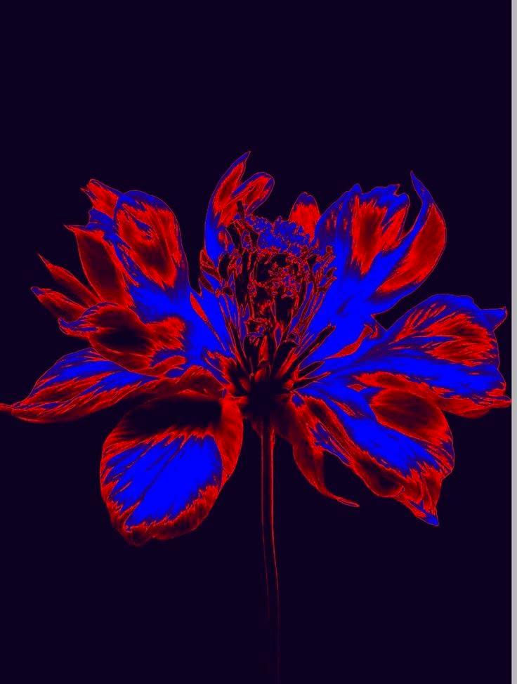 Flor abstrata em vermelho e azul